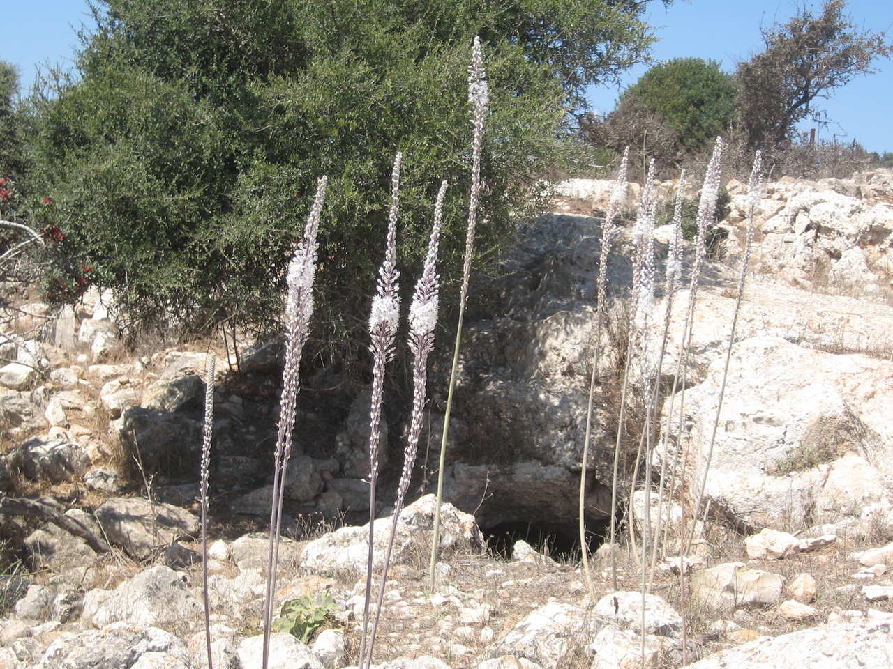 חצב מצוי - משתלת יודפת