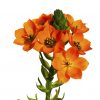 ⁦נץ חלב כתום⁩ – תמונה ⁦3⁩
